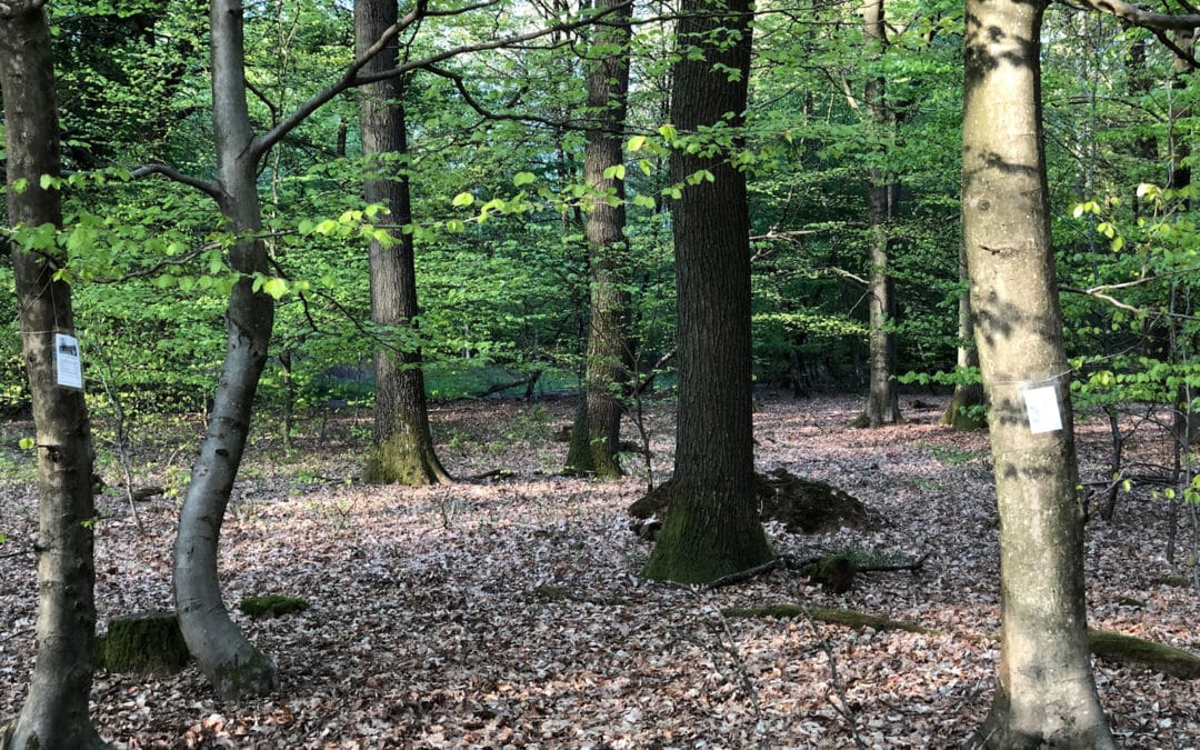 Lyrischer Waldspaziergang ... Lesung von Gedichten im Wald