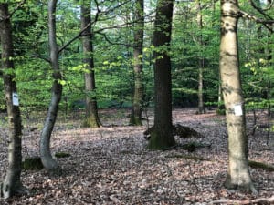 Lyrischer Waldspaziergang ... Lesung von Gedichten im Wald